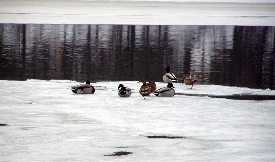 Zale�ena Sava 2012